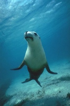 /image/upload/welshzoo1/Sealion341.jpg